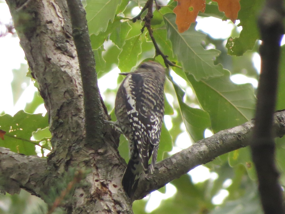 Yellow-bellied Sapsucker - ML624523797