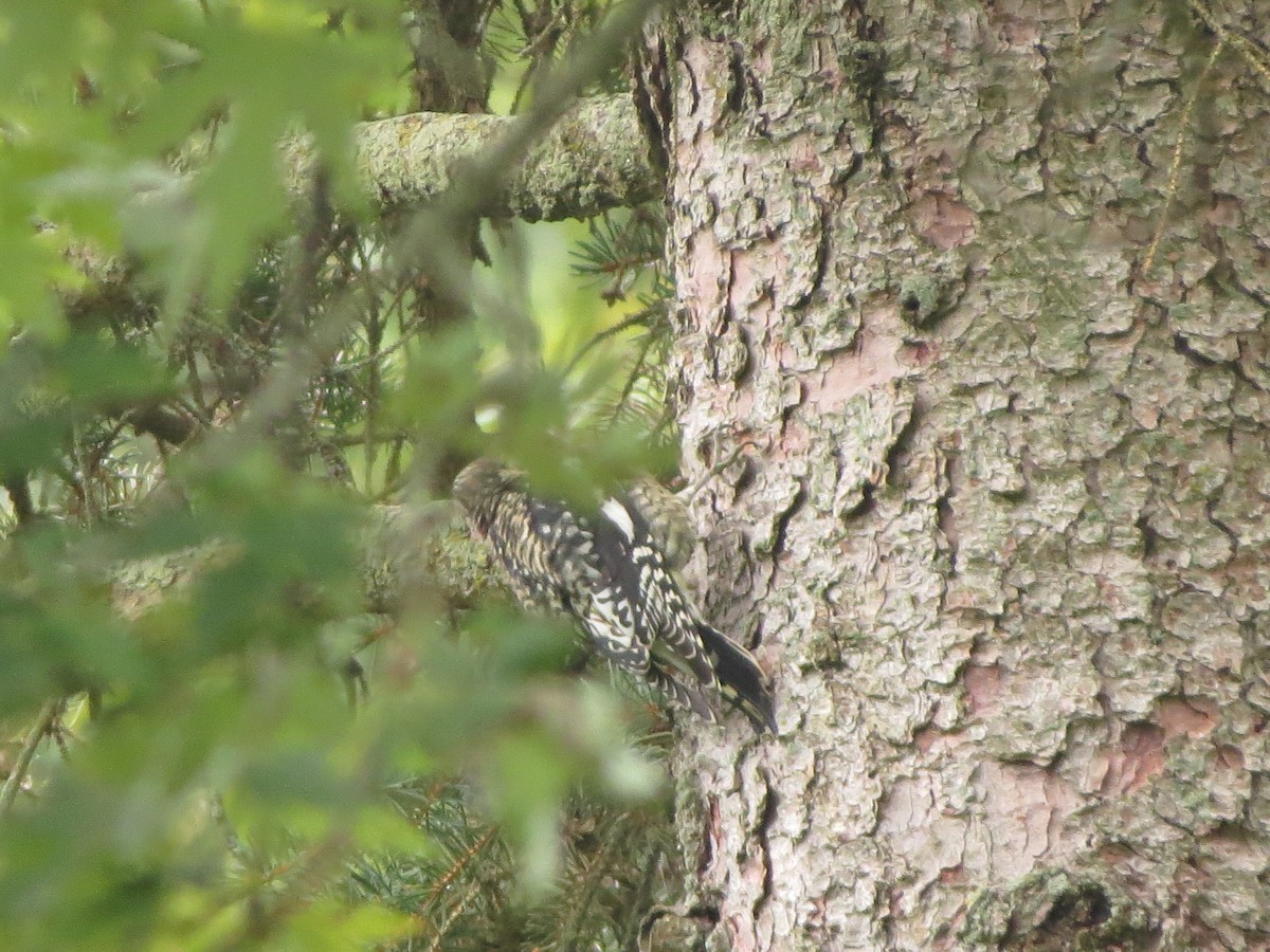 Yellow-bellied Sapsucker - ML624523798