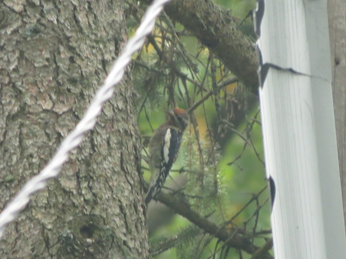 Yellow-bellied Sapsucker - ML624523799