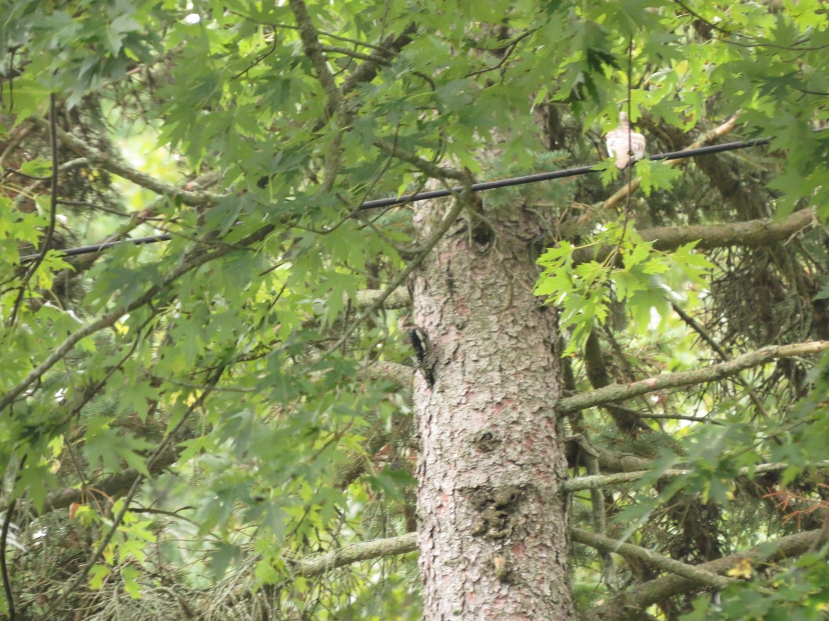 Yellow-bellied Sapsucker - ML624523800