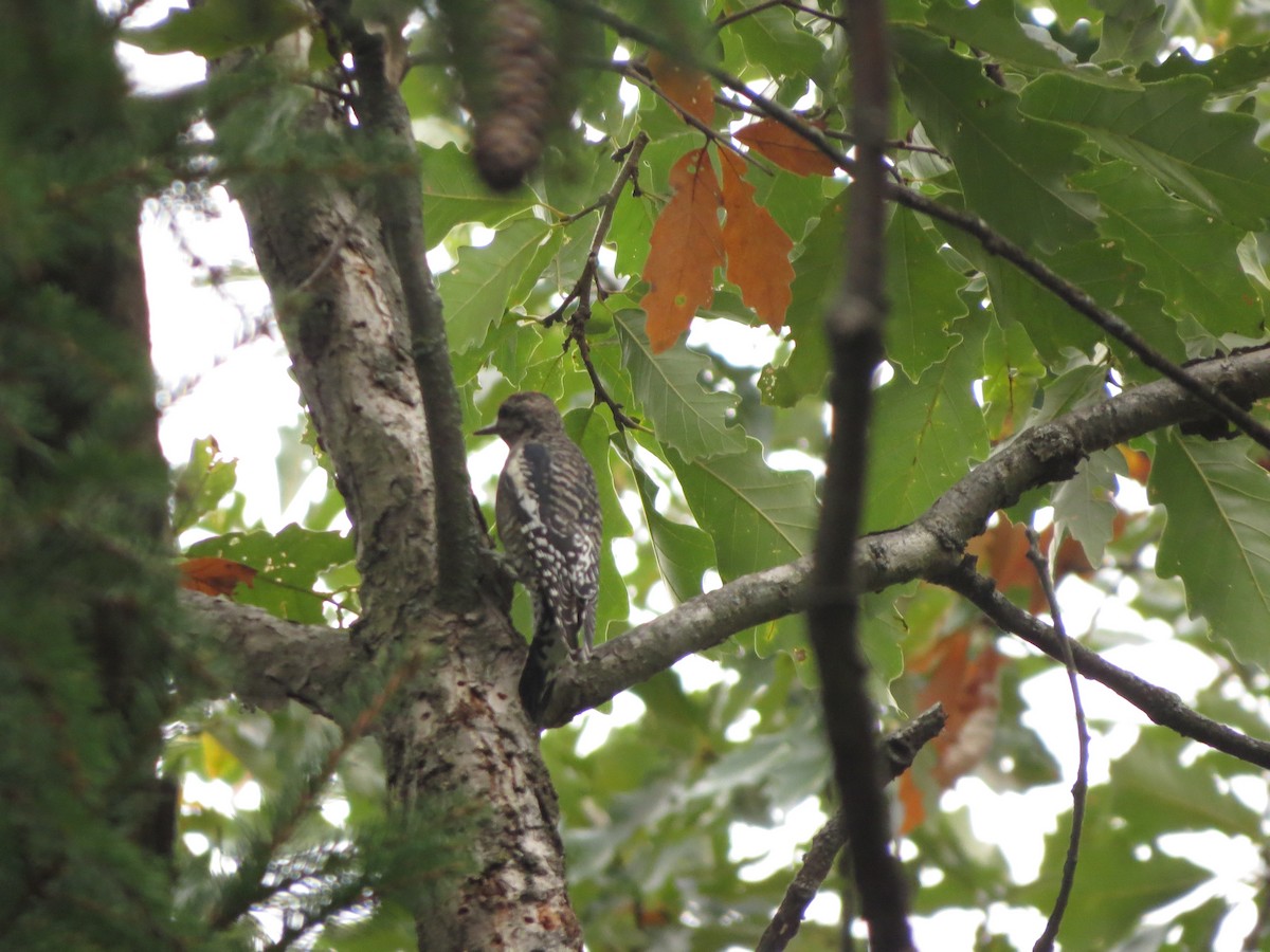 Yellow-bellied Sapsucker - ML624523801