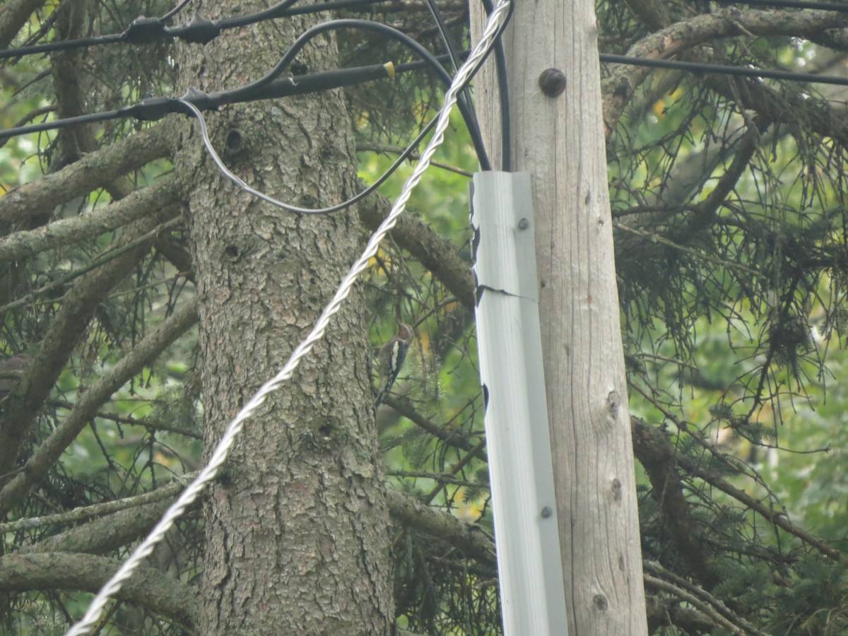 Yellow-bellied Sapsucker - ML624523802