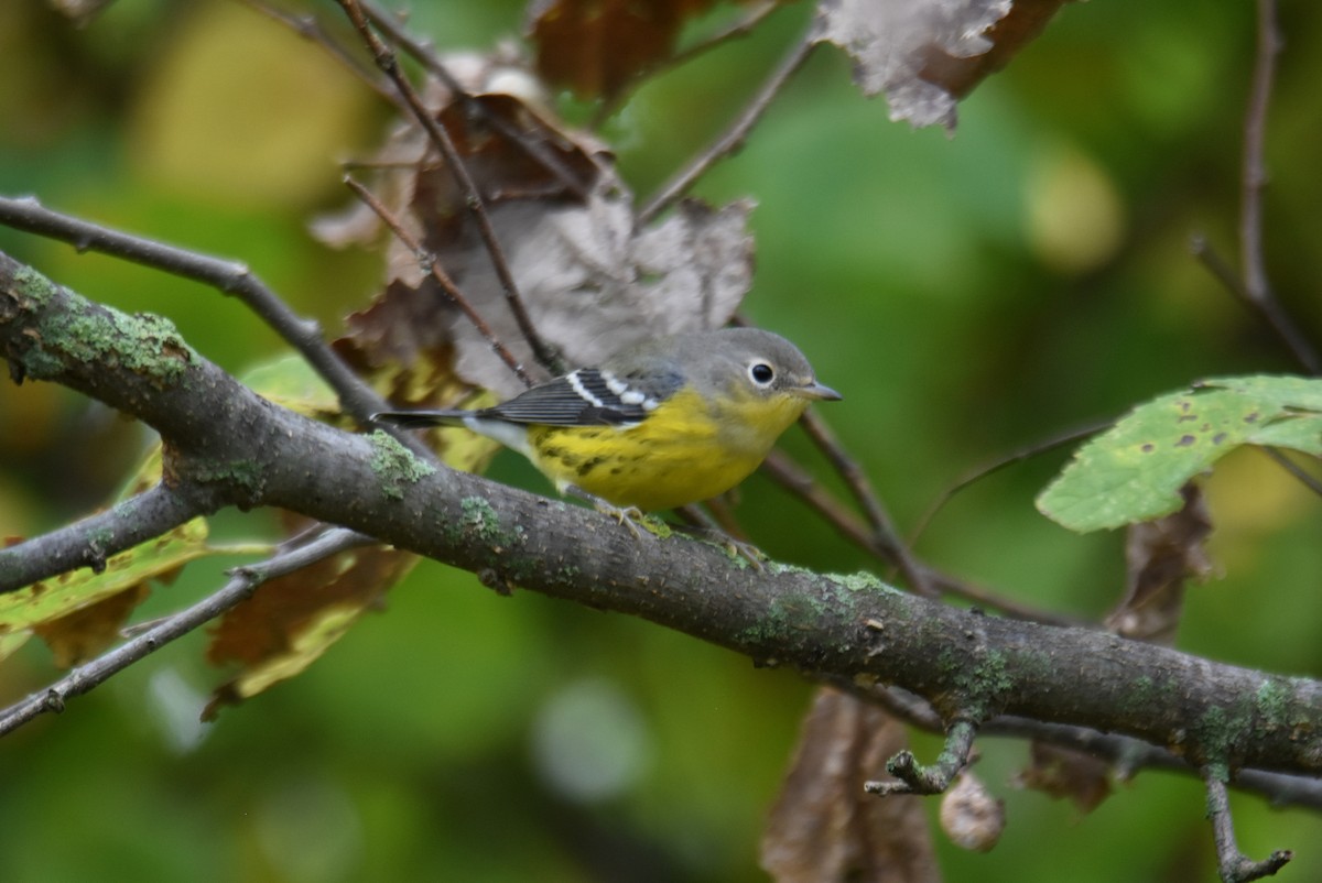 Magnolia Warbler - ML624523803