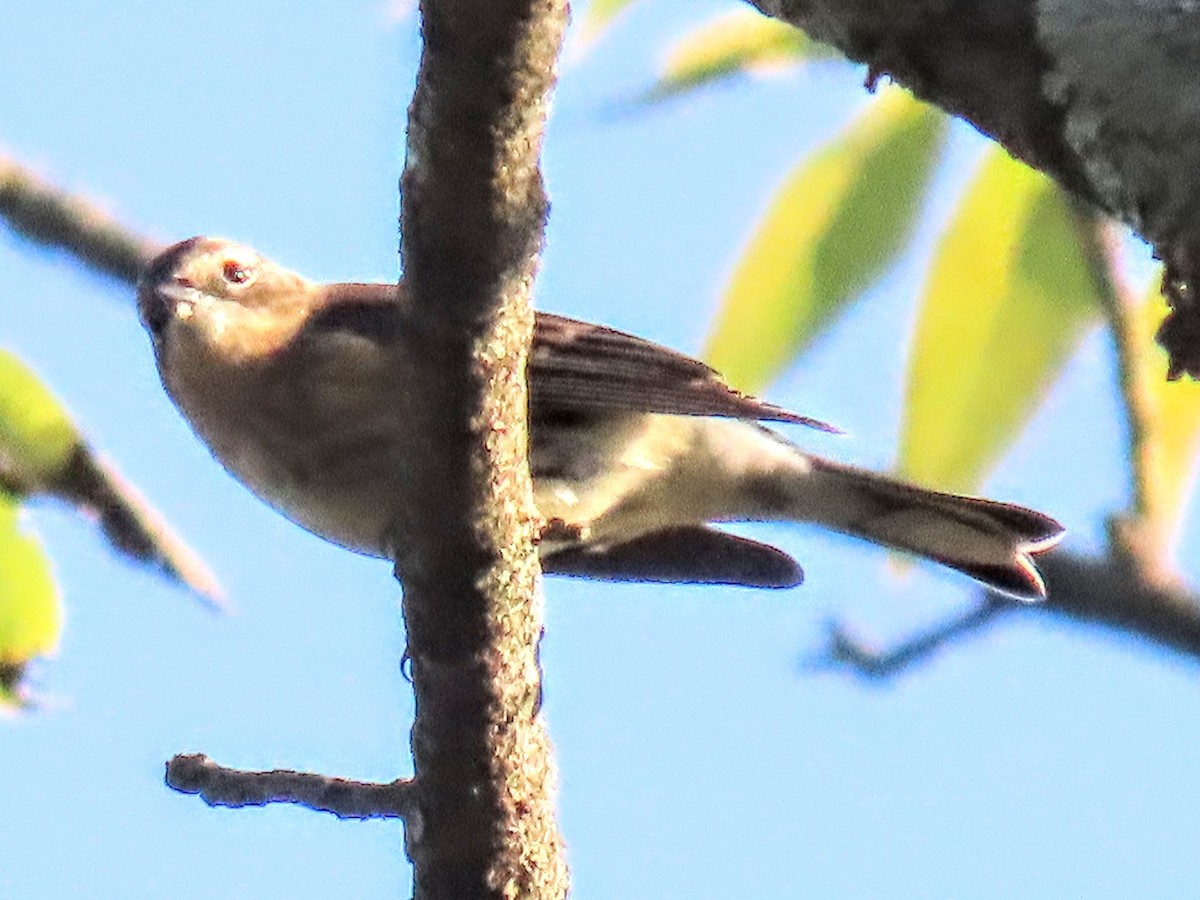 Yellow-rumped Warbler - Brian Walker