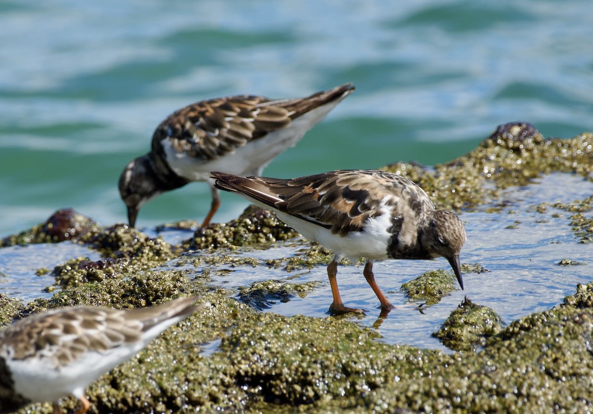 Ruddy Turnstone - ML624523819