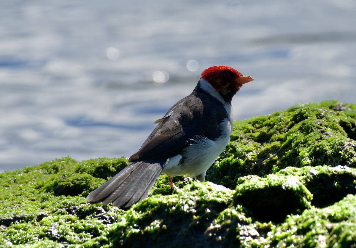 Yellow-billed Cardinal - ML624523858