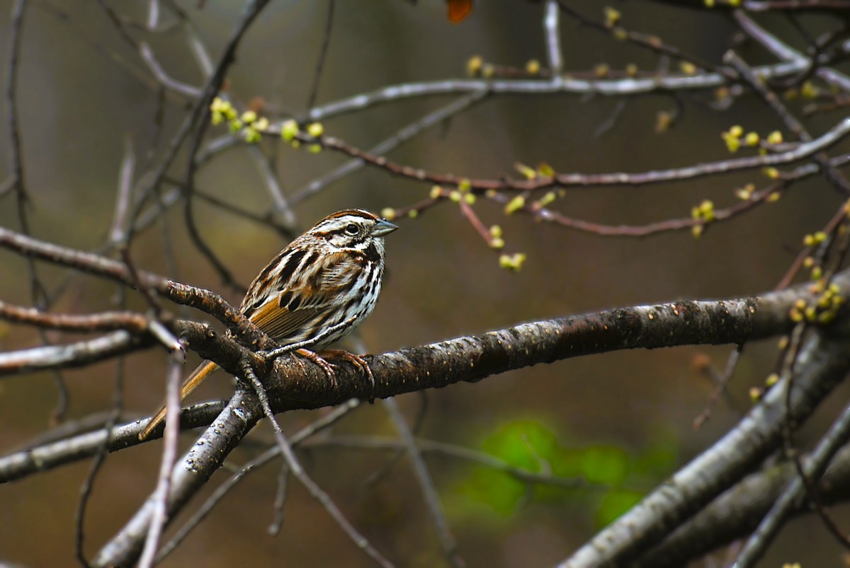 Song Sparrow - ML624523959