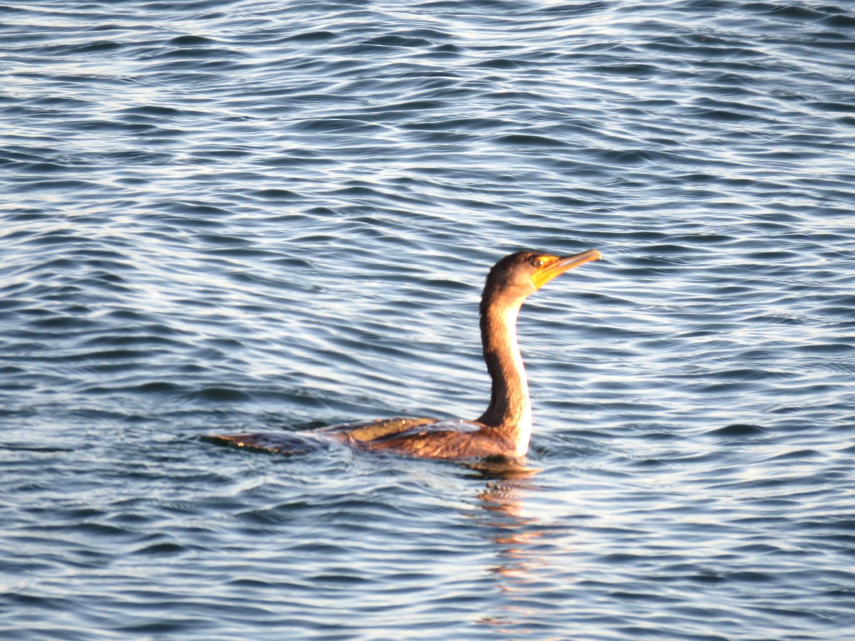 Double-crested Cormorant - ML624524015