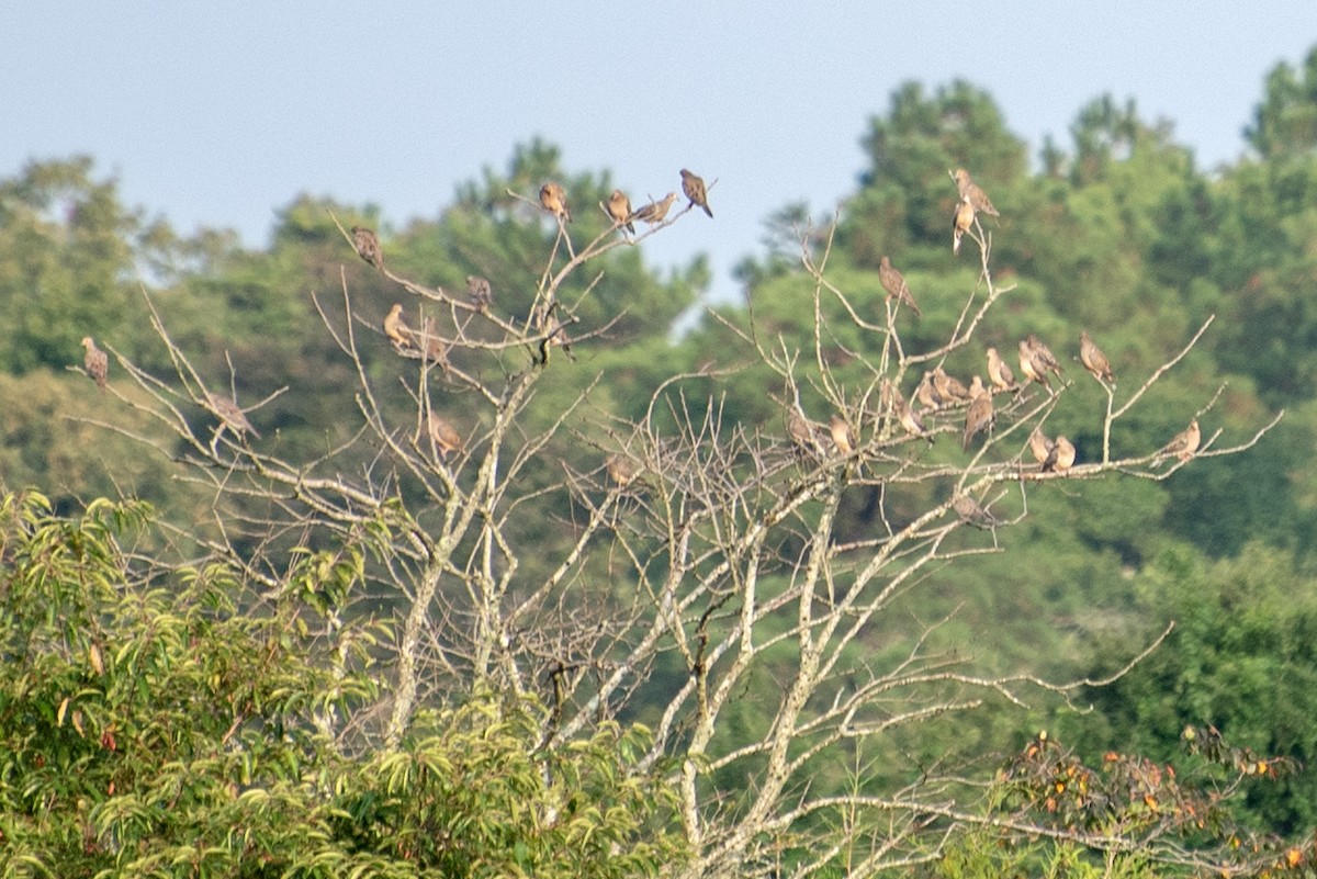 Mourning Dove - ML624524037