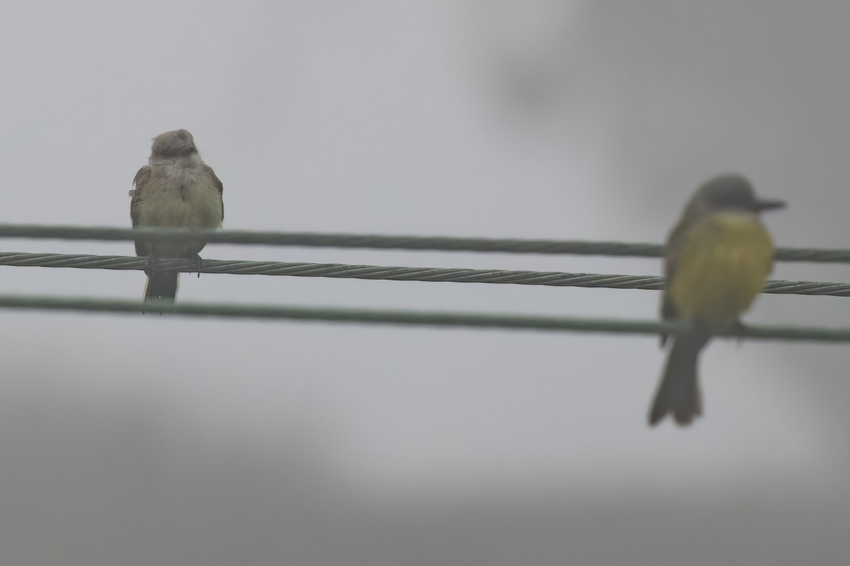 Western Kingbird - Ted Keyel