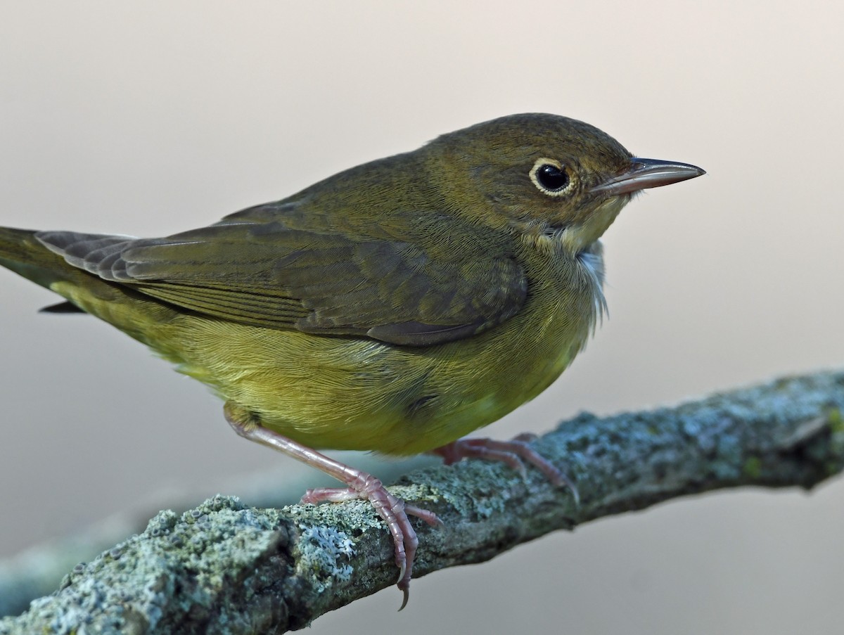 Connecticut Warbler - ML624524100