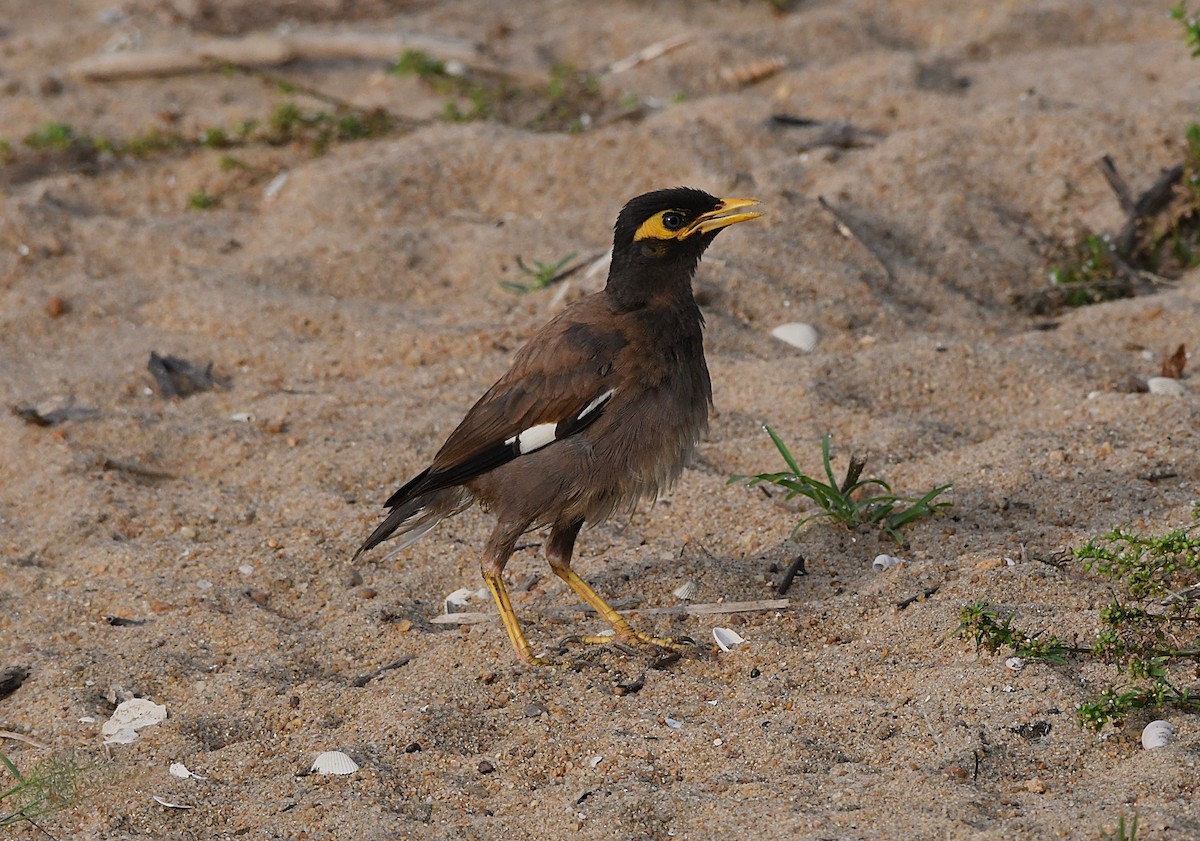 Common Myna - ML624524101