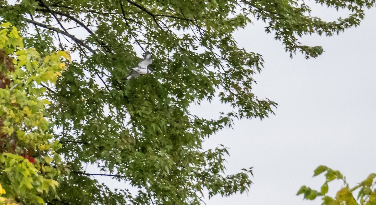 Belted Kingfisher - ML624524103