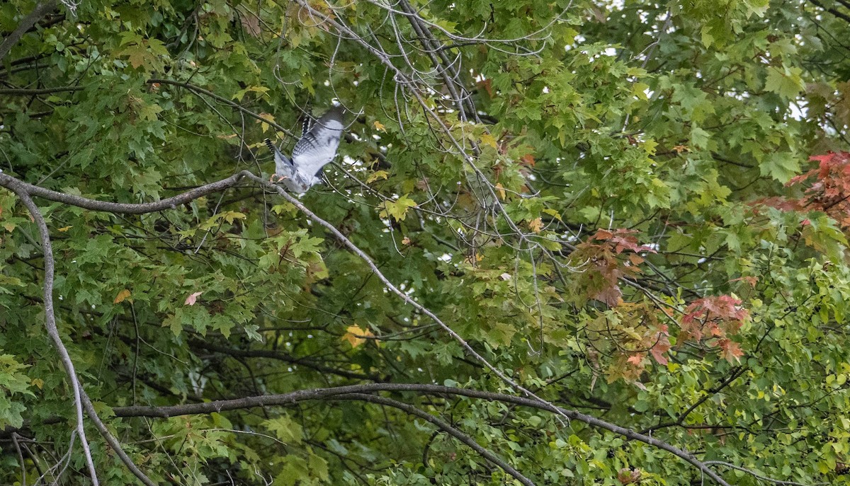 Belted Kingfisher - ML624524105