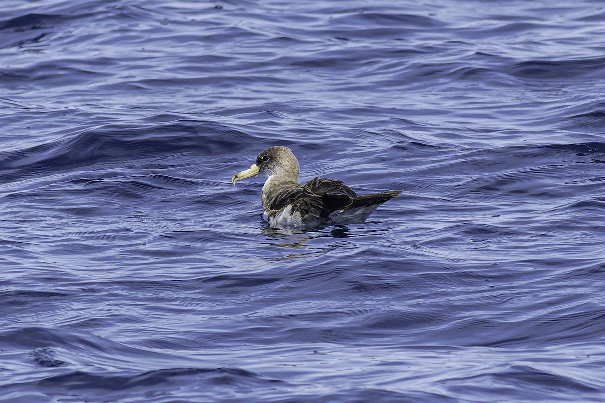 Cory's Shearwater - ML624524107