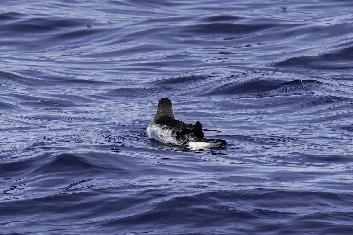 Manx Shearwater - ML624524144