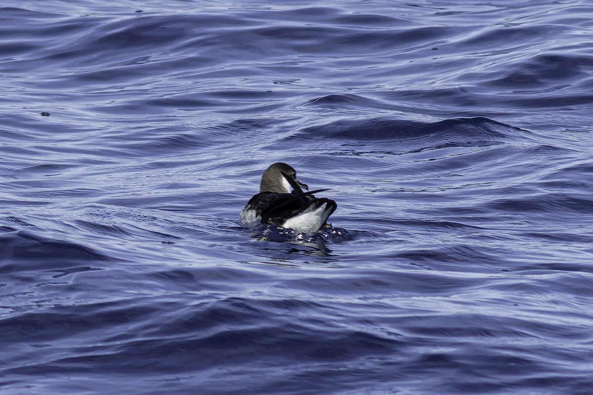 Manx Shearwater - ML624524149