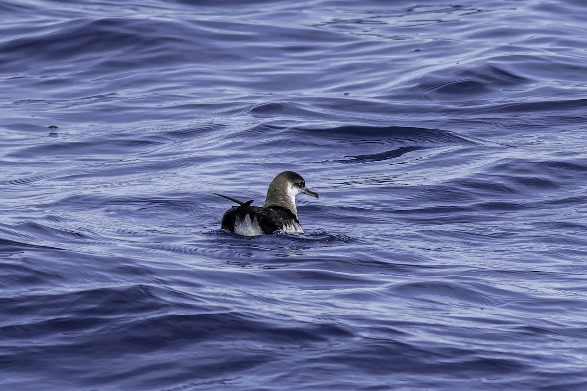 Manx Shearwater - ML624524161