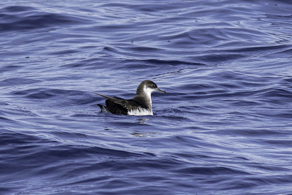 Manx Shearwater - ML624524172