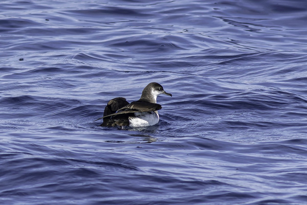 Manx Shearwater - ML624524177