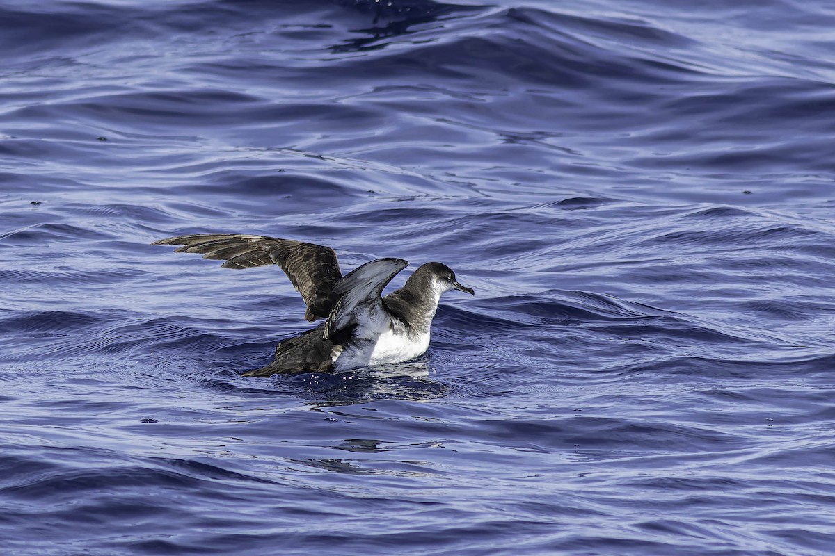 Manx Shearwater - ML624524192