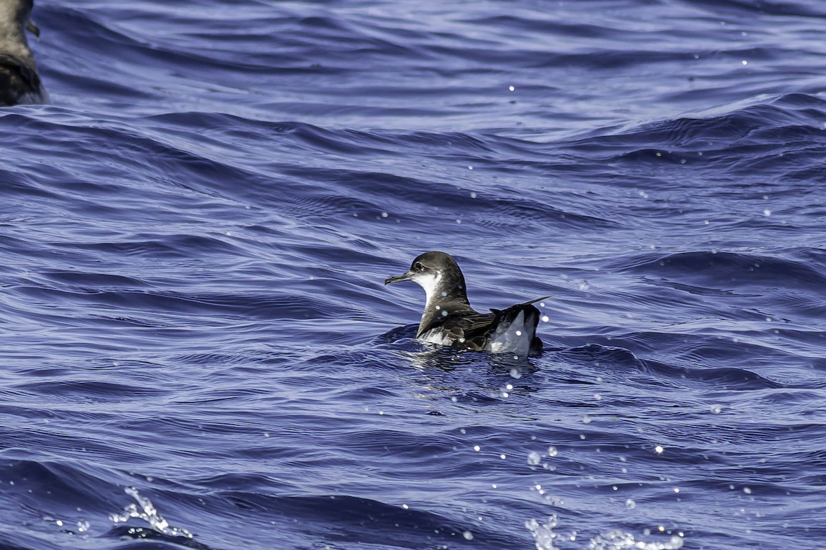 Manx Shearwater - ML624524207