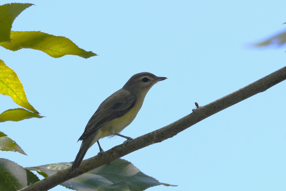 Philadelphia Vireo - ML624524265