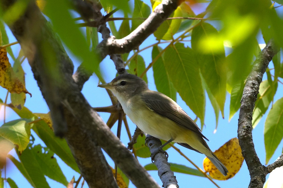 Philadelphia Vireo - ML624524266