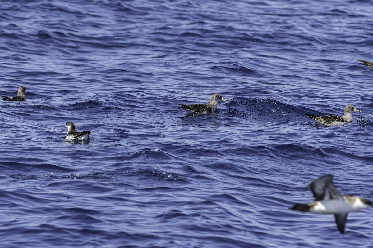 Manx Shearwater - ML624524278