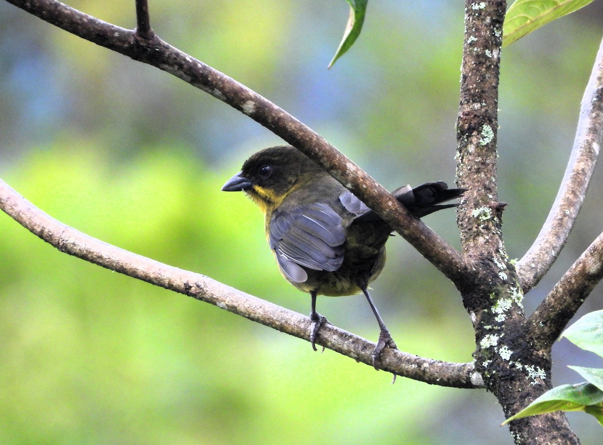 Dusky-headed Brushfinch - ML624524282