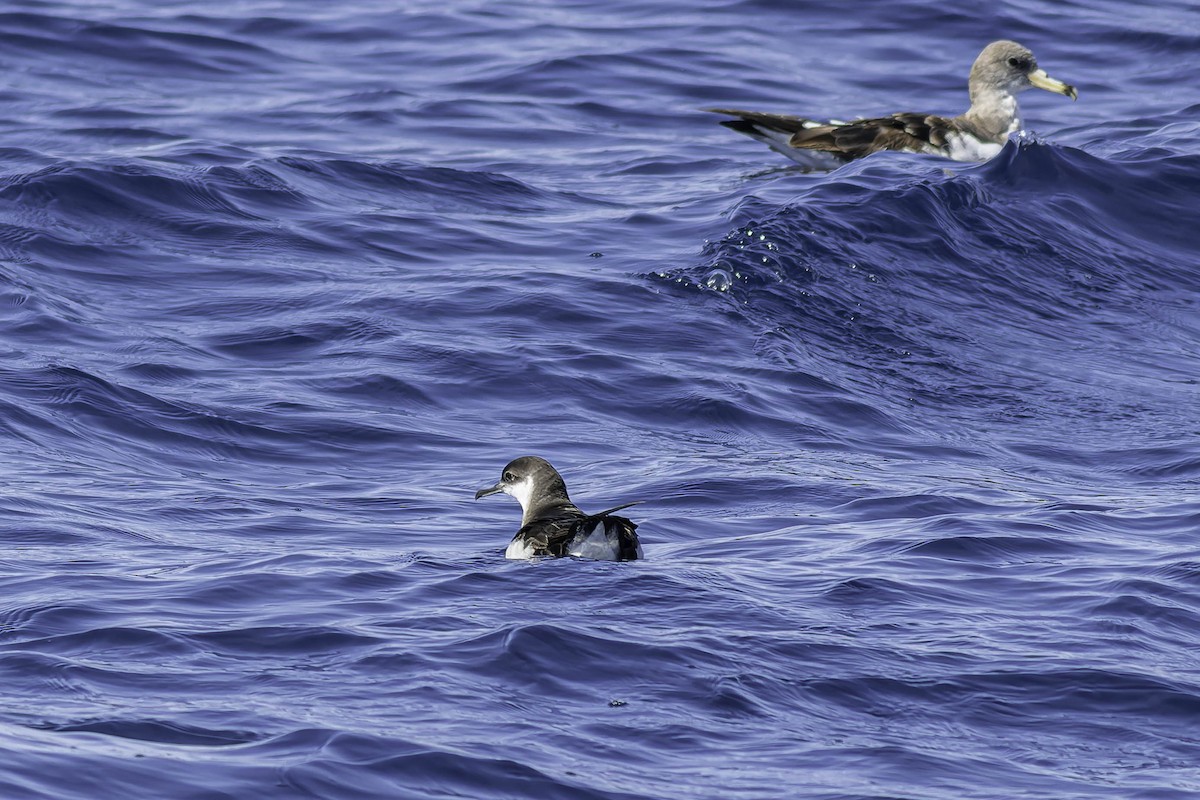 Manx Shearwater - ML624524289