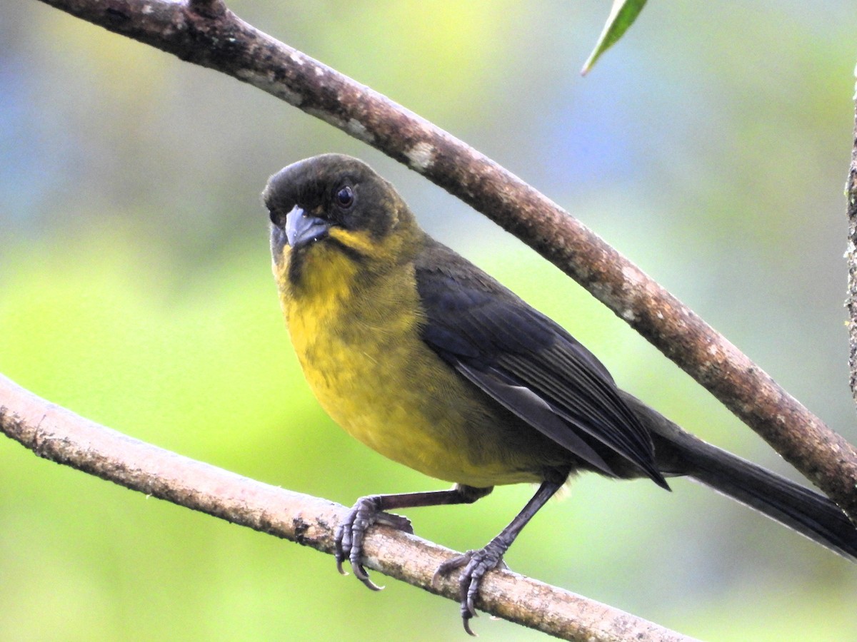 Dusky-headed Brushfinch - ML624524302