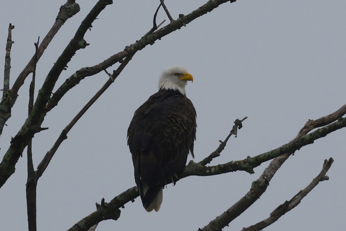 Bald Eagle - ML624524303