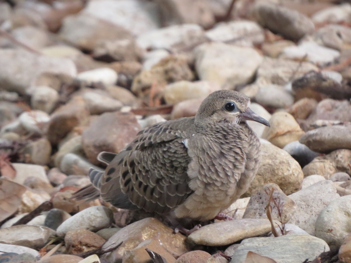 Mourning Dove - ML624524319