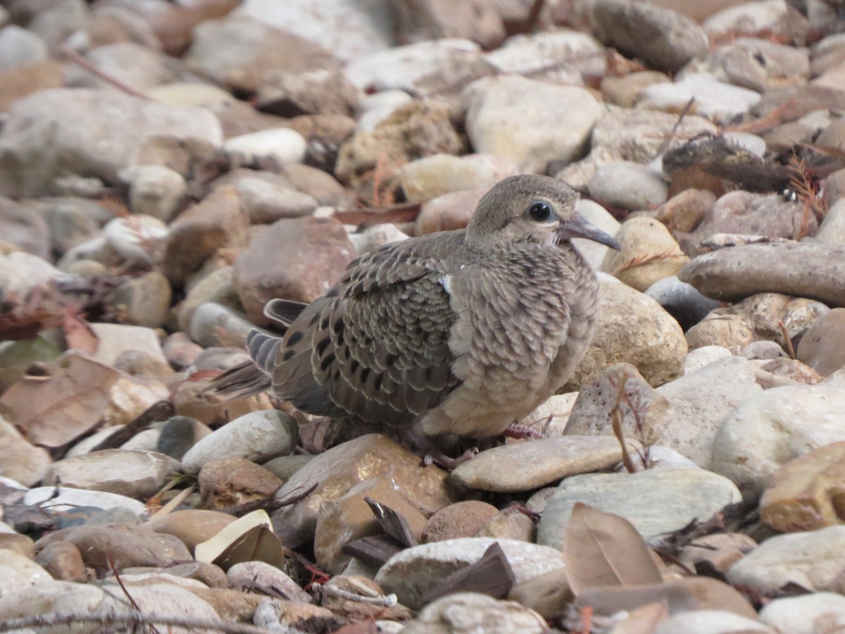 Mourning Dove - ML624524320