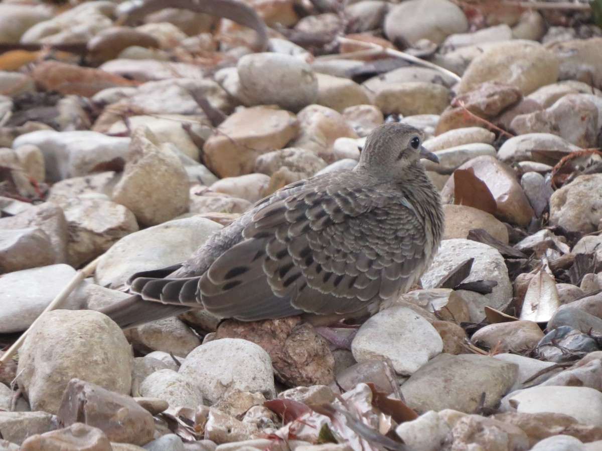 Mourning Dove - ML624524321