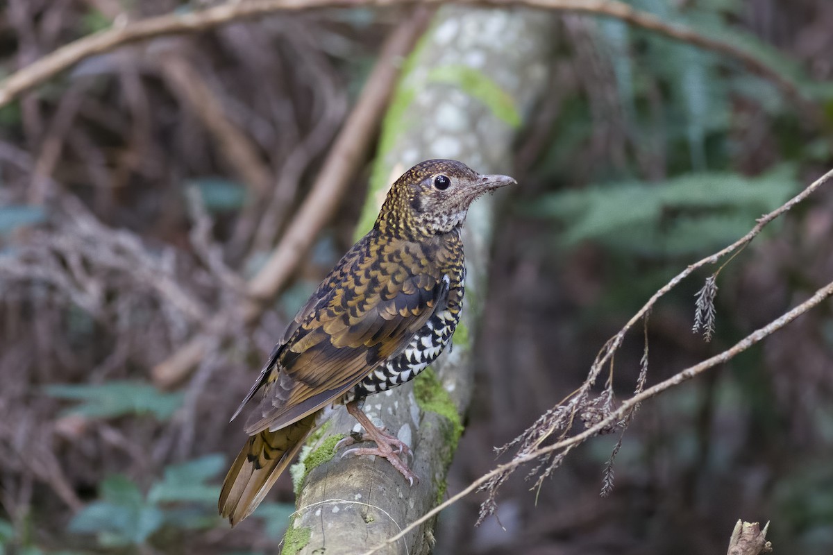 Scaly Thrush - ML624524322