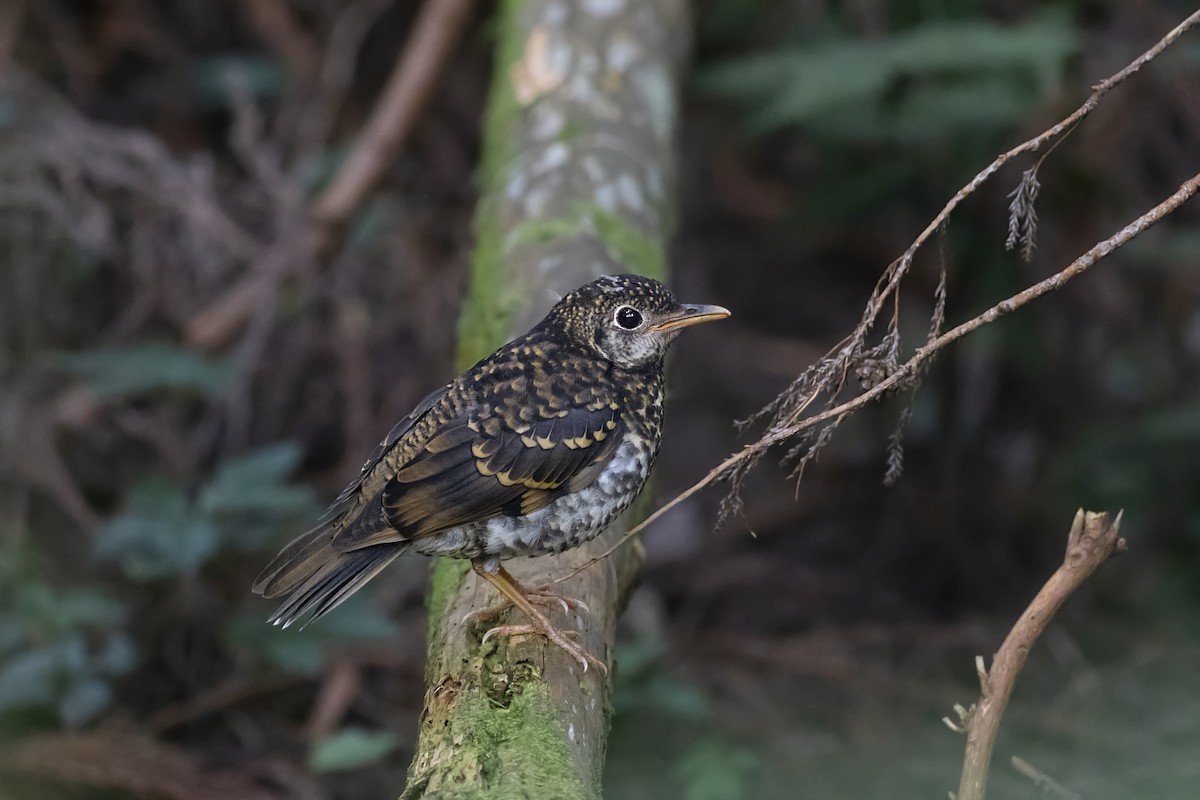 Scaly Thrush - ML624524327