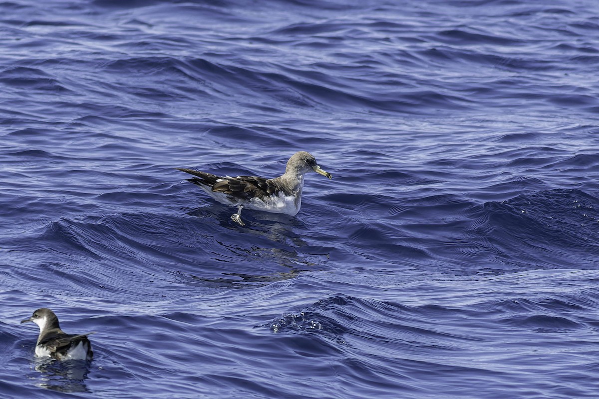 Cory's Shearwater - ML624524351