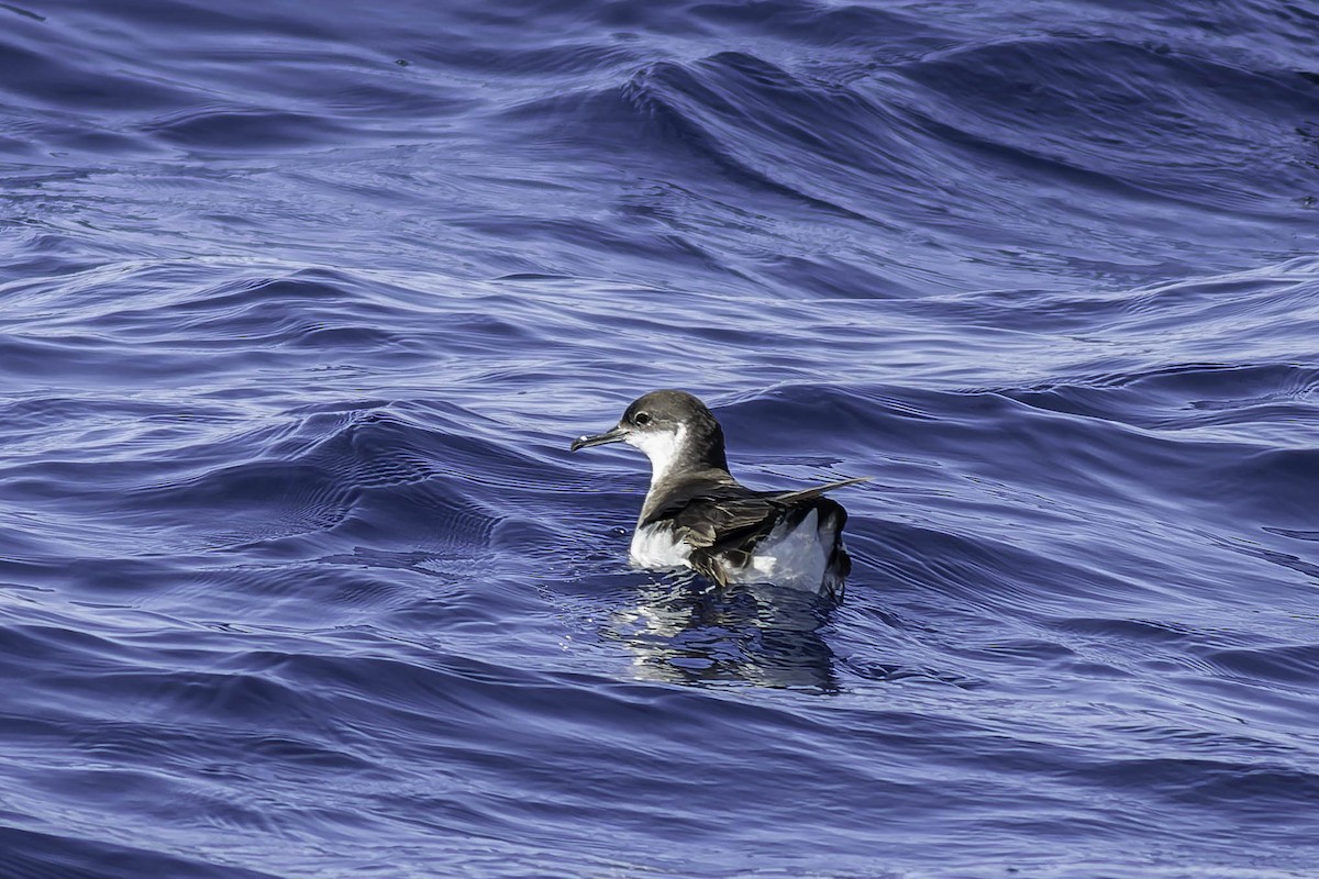 Manx Shearwater - ML624524363