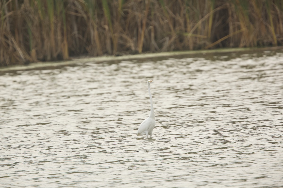 Great Egret - ML624524394