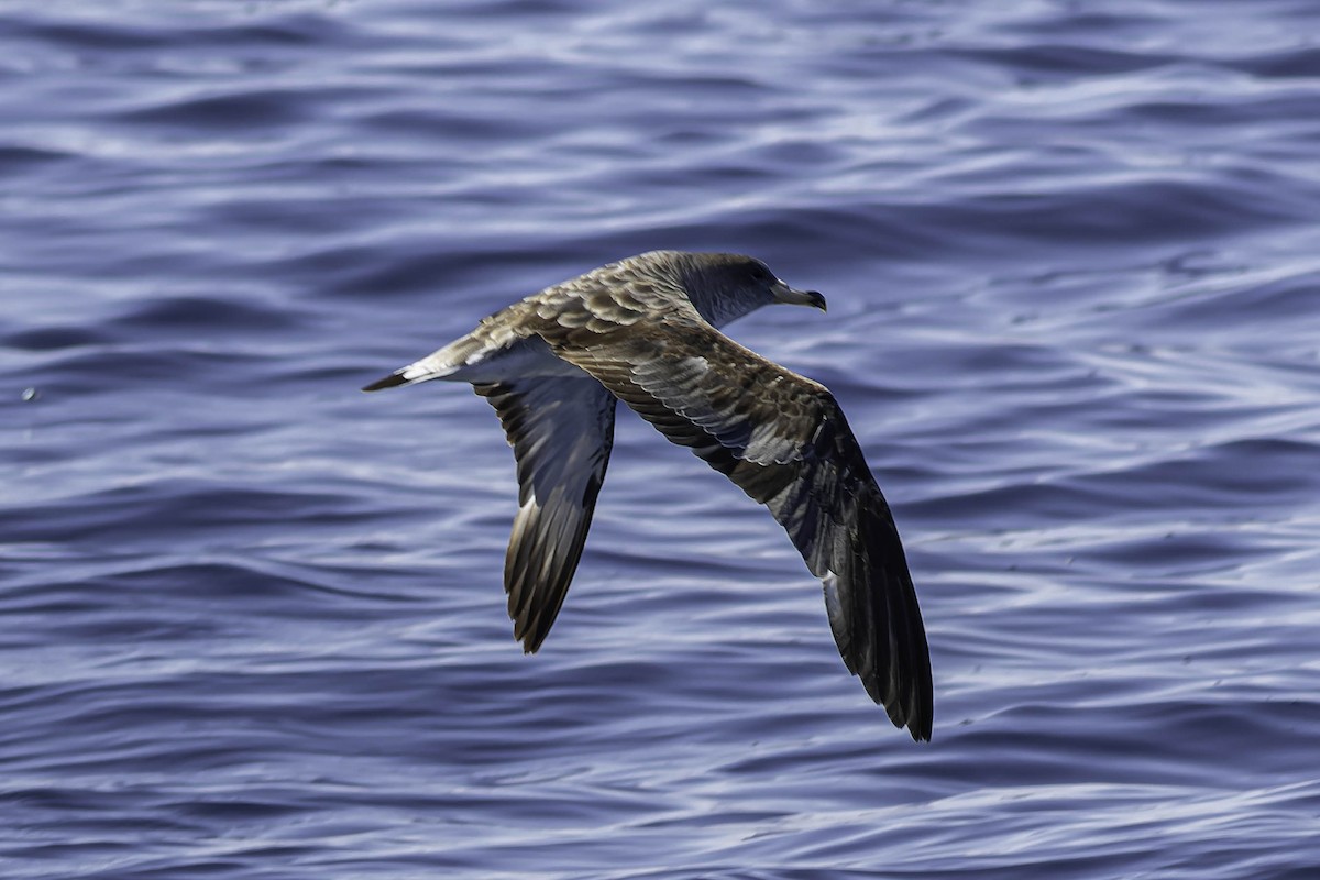 Cory's Shearwater - ML624524397