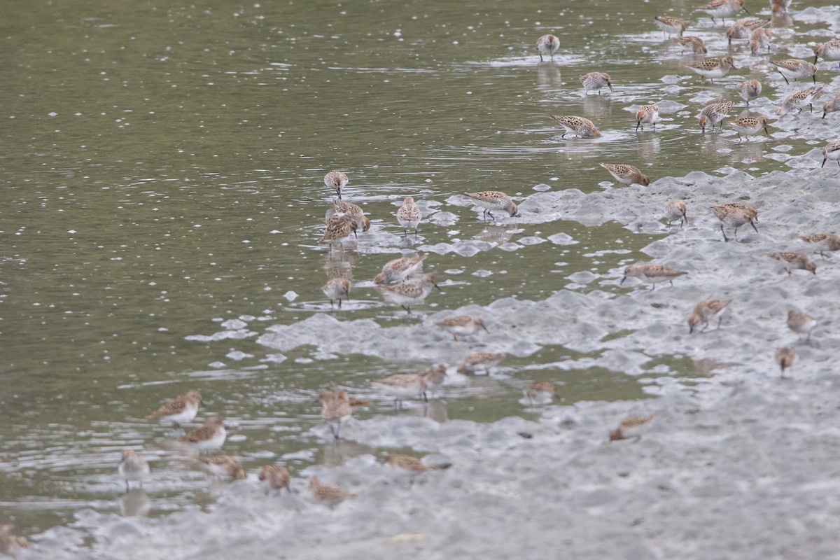 Western Sandpiper - ML624524398