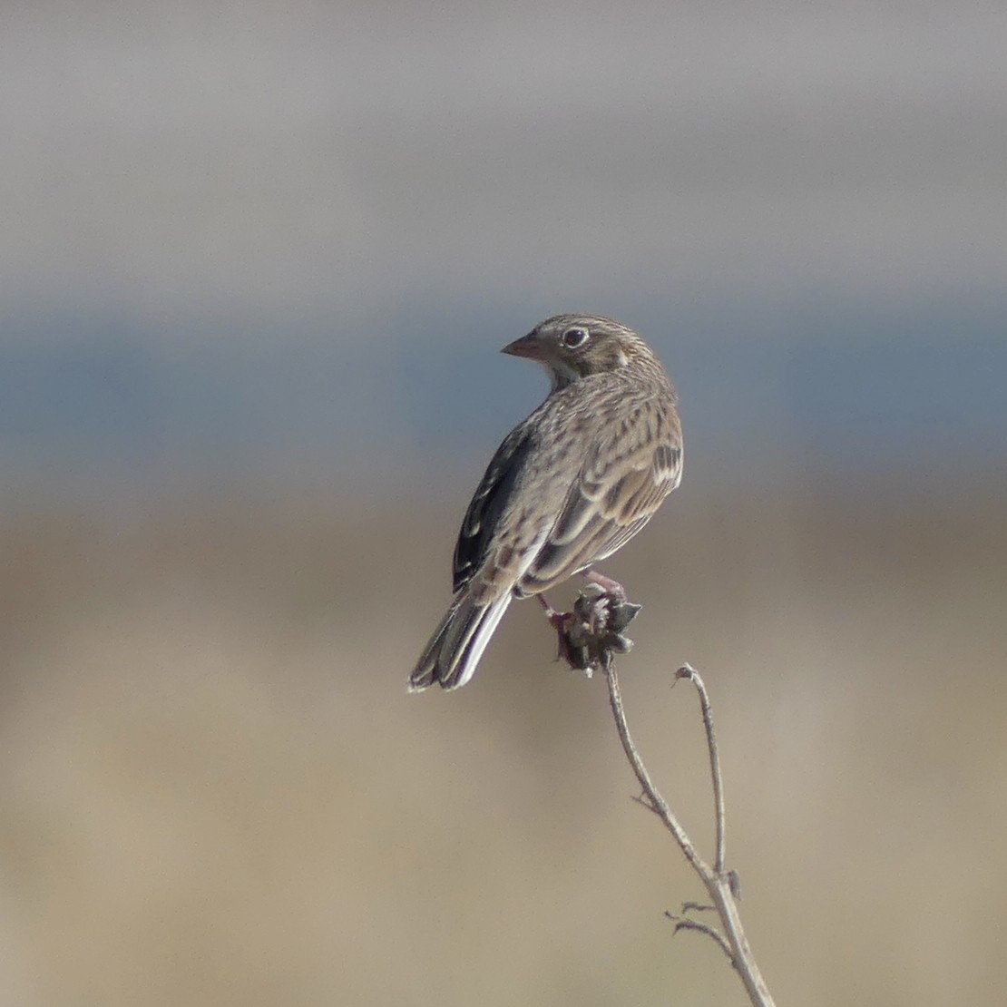 Vesper Sparrow - ML624524399