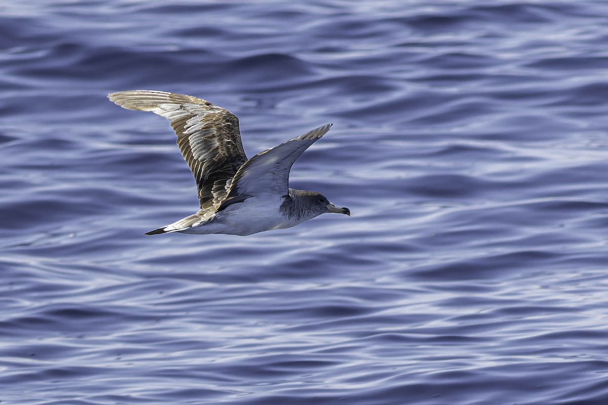 Cory's Shearwater - ML624524400