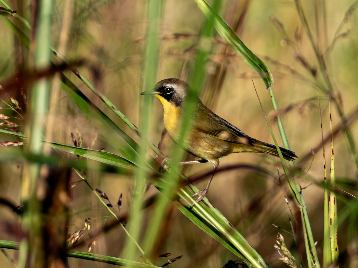 Common Yellowthroat - ML624524402