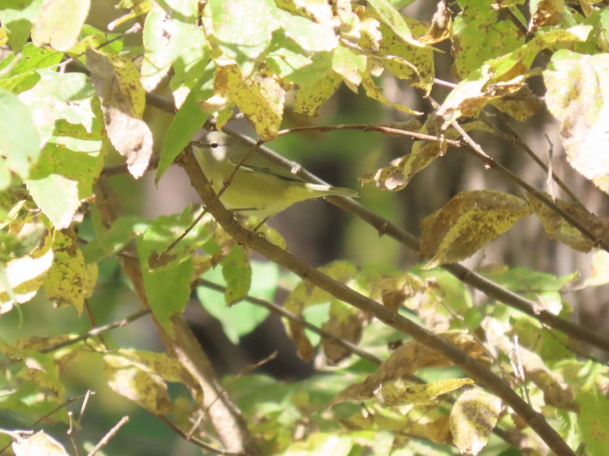 Orange-crowned Warbler - ML624524403