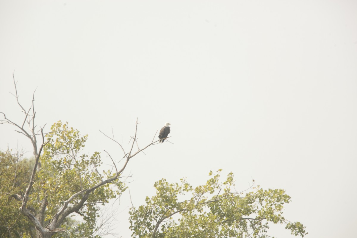 Bald Eagle - ML624524406