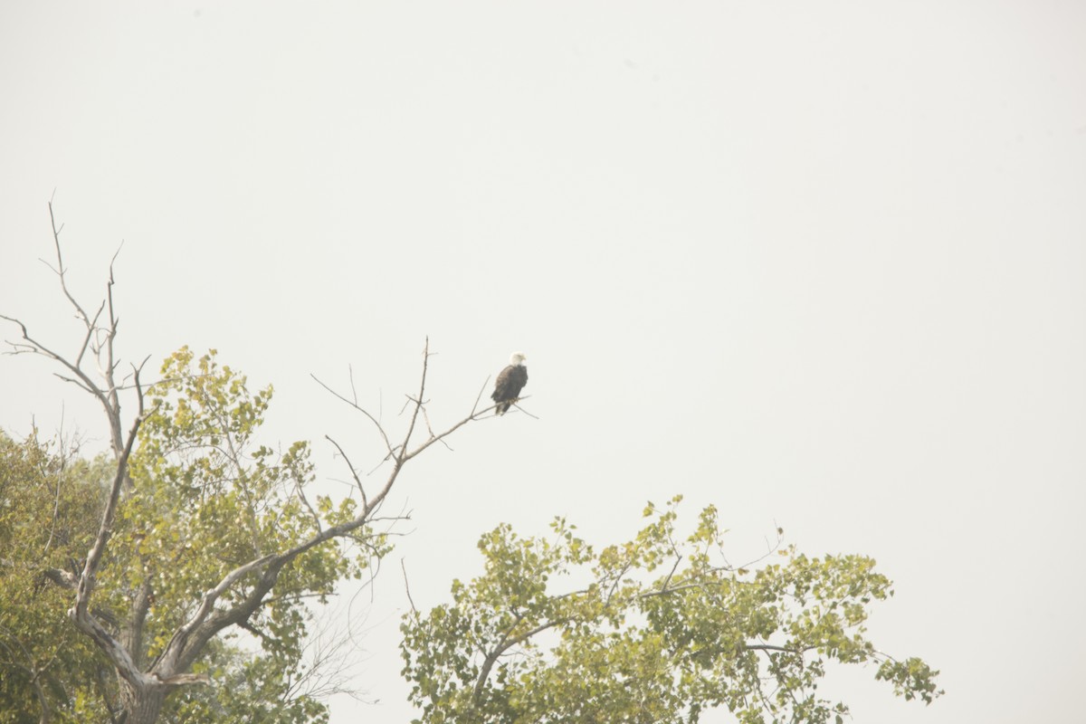 Bald Eagle - ML624524408