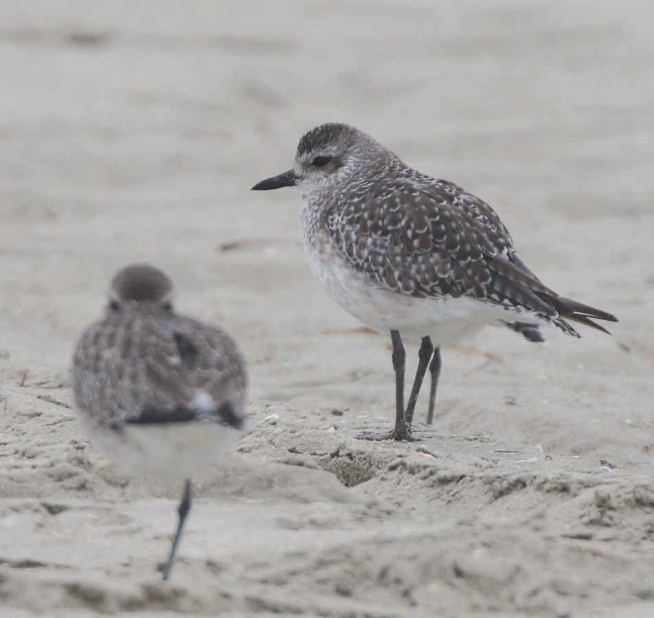 Black-bellied Plover - ML624524411